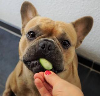 Bouledogue français alimentation