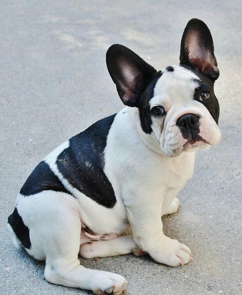 Bouledogue français Caractère, alimentation, prix et santé