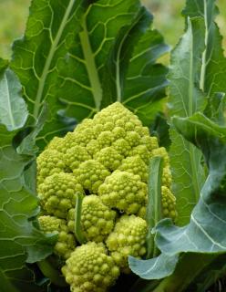 Chou romanesco culture