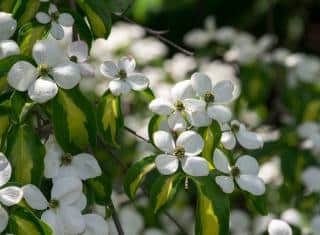 Cornouiller du japon - Cornus kousa