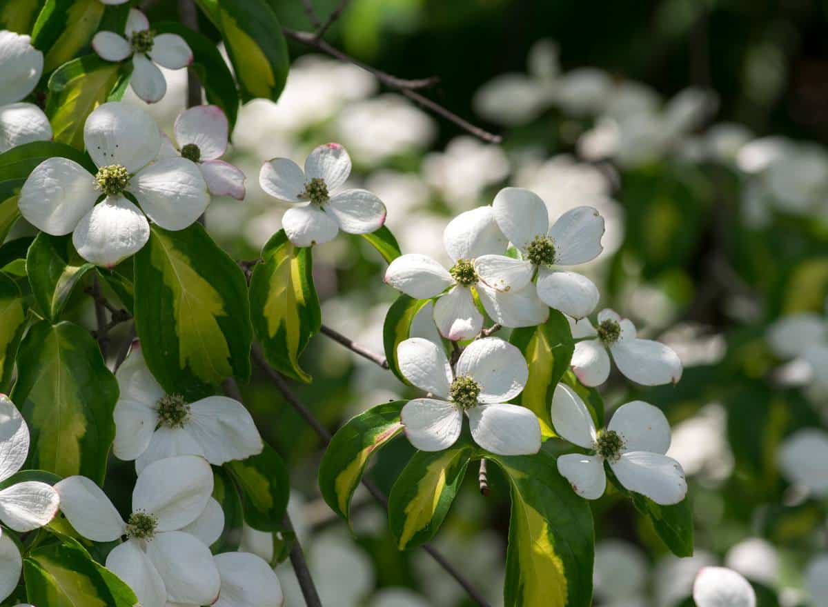 Cornouiller du japon - Cornus kousa