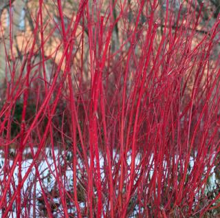 Cornus sanguinea - cornouiller sanguin