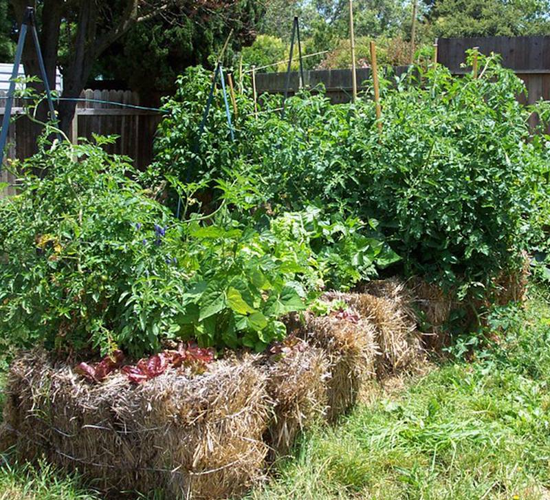 Jardin: la culture sur botte de paille