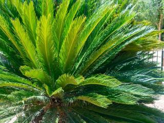 Cycas