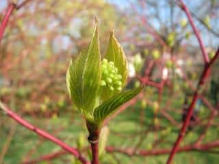 Entretien du Cornus sanguinea - cornouiller sanguin