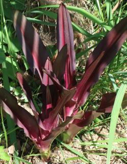 Eucomis comosa 'Sparkling Burgundy'