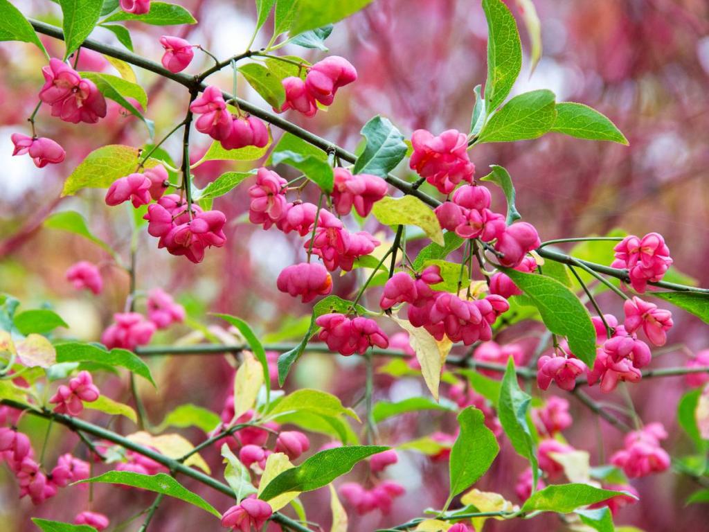 Euonymus europaeus - fusain d'europe