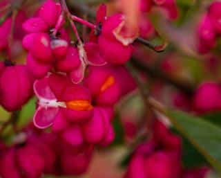 Euonymus europaeus - fusain europe - fruit comestible ou toxique