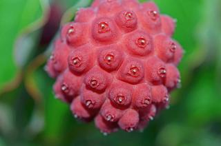 Fruit cornouiller du japon - Cornus kousa