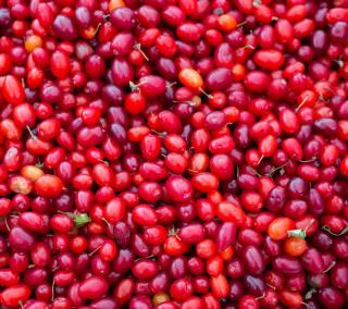 Fruits baie rouge Cornus sanguinea - cornouiller sanguin
