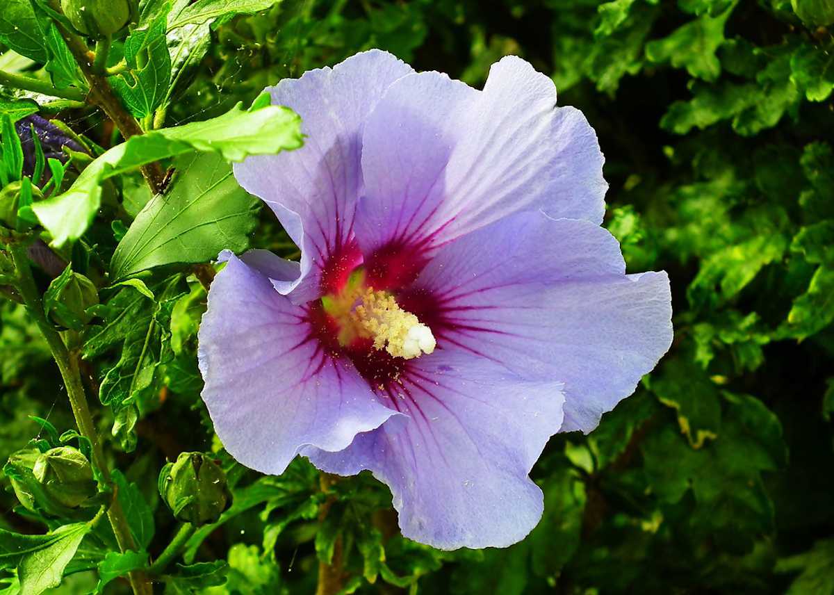 Fleurs d’Hibiscus - Le Petit Herboriste