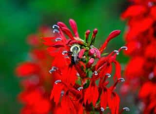 Lobelia cardinalis vivace