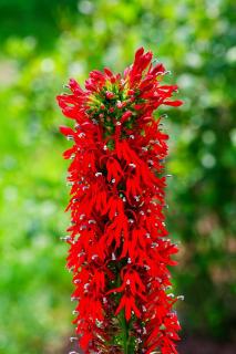 Lobelia entretien