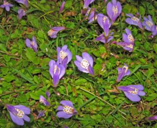 Mazus reptans