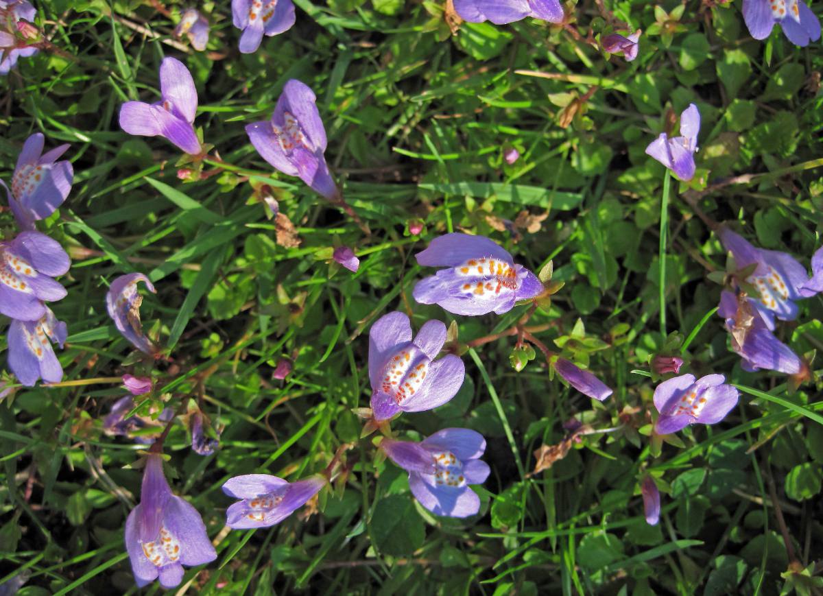 Mazus reptans plante