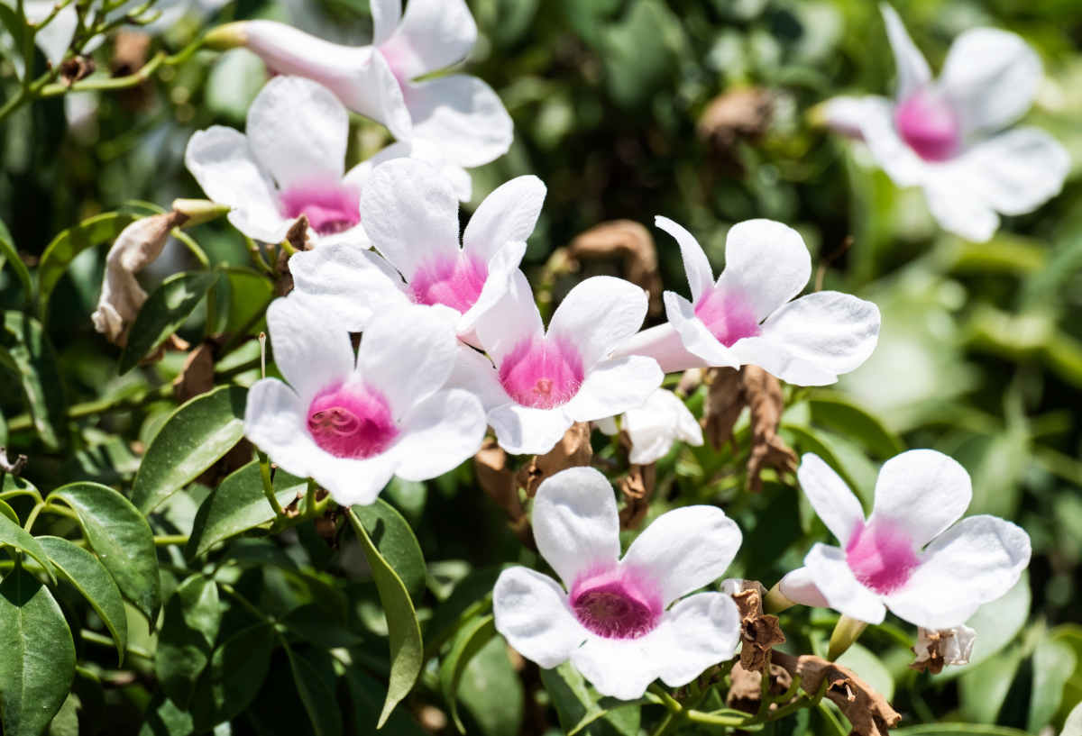 Pandorea jasminoides