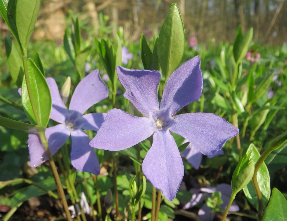 Vinca minor : plantation, entretien et multiplication de la petite pervenche