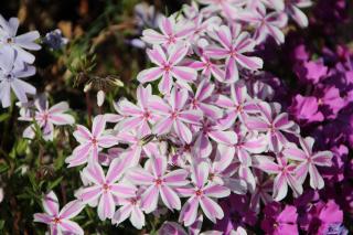 Phlox fleur