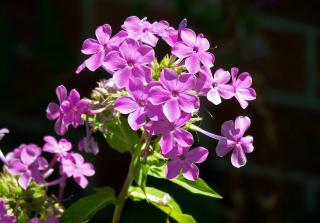 Phlox paniculata entretien