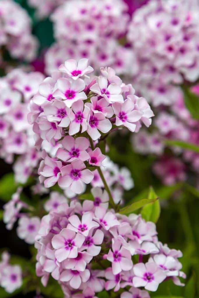 Phlox paniculata panicule