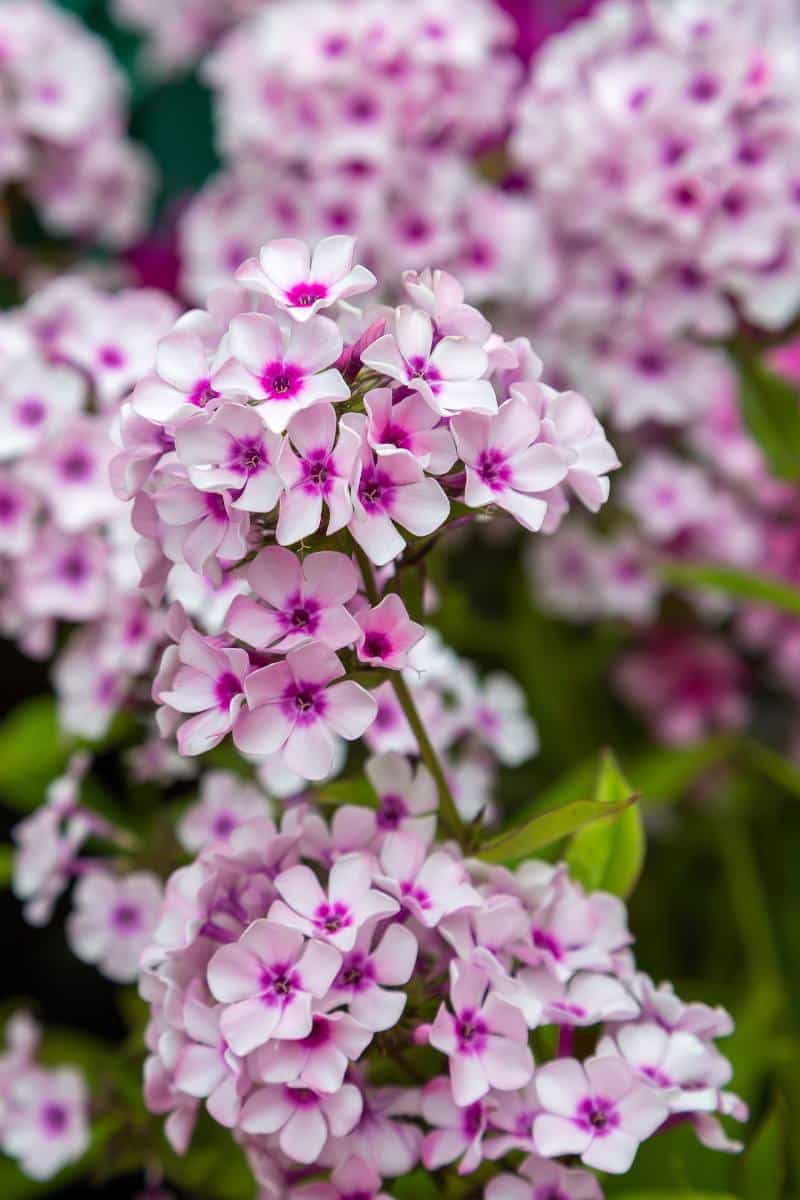 Phlox paniculata panicule