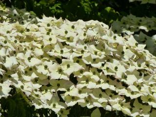 Plantation cornouiller du japon - Cornus kousa