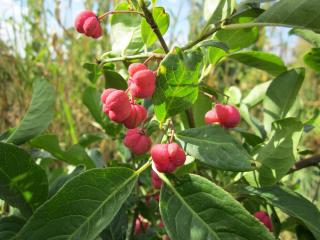 Plantation du fusain d'europe -Euonymus europaeus - Planter