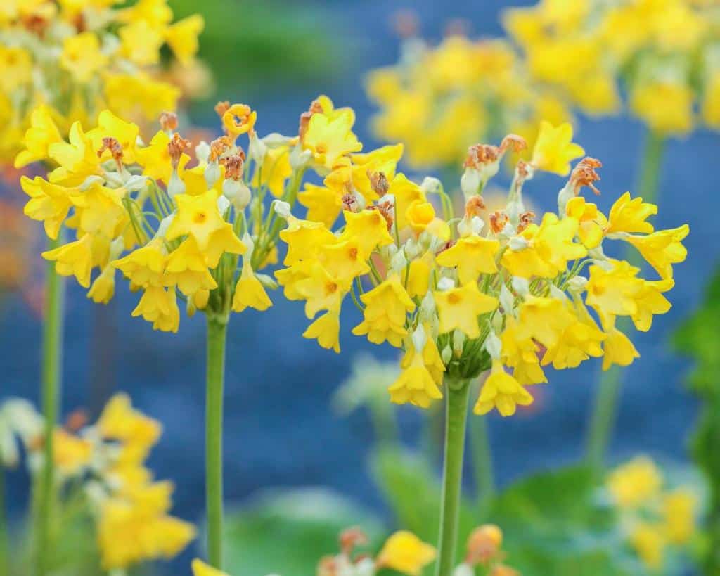 Primula florindae - Primevere geante des marais