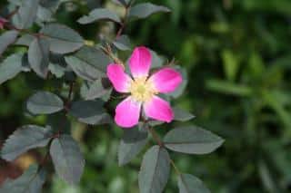 Rosa-glauca