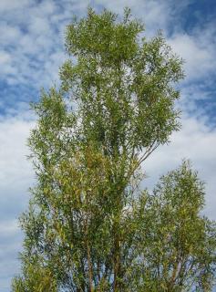 Saule blanc - Salix alba - Plantation