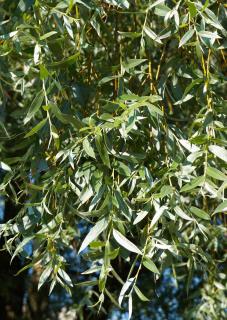 Saule blanc argenté - Salix alba