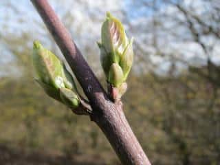 Taille du Euonymus europaeus - fusain d'europe