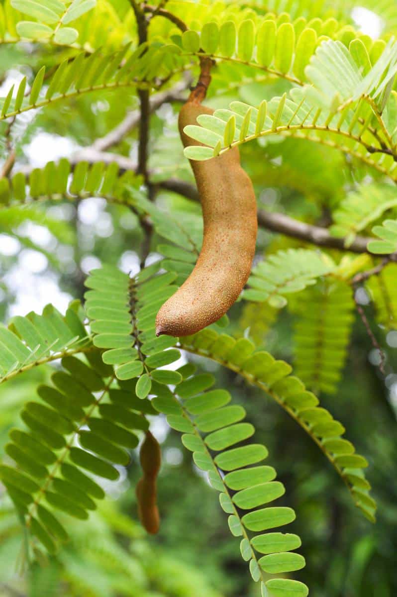 Tamarinier - Tamarindus indica