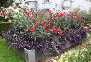 Tradescantia-pallida-Dahlia-Bishop-of-Llandaff-Verbena-bonariensis-Petunia