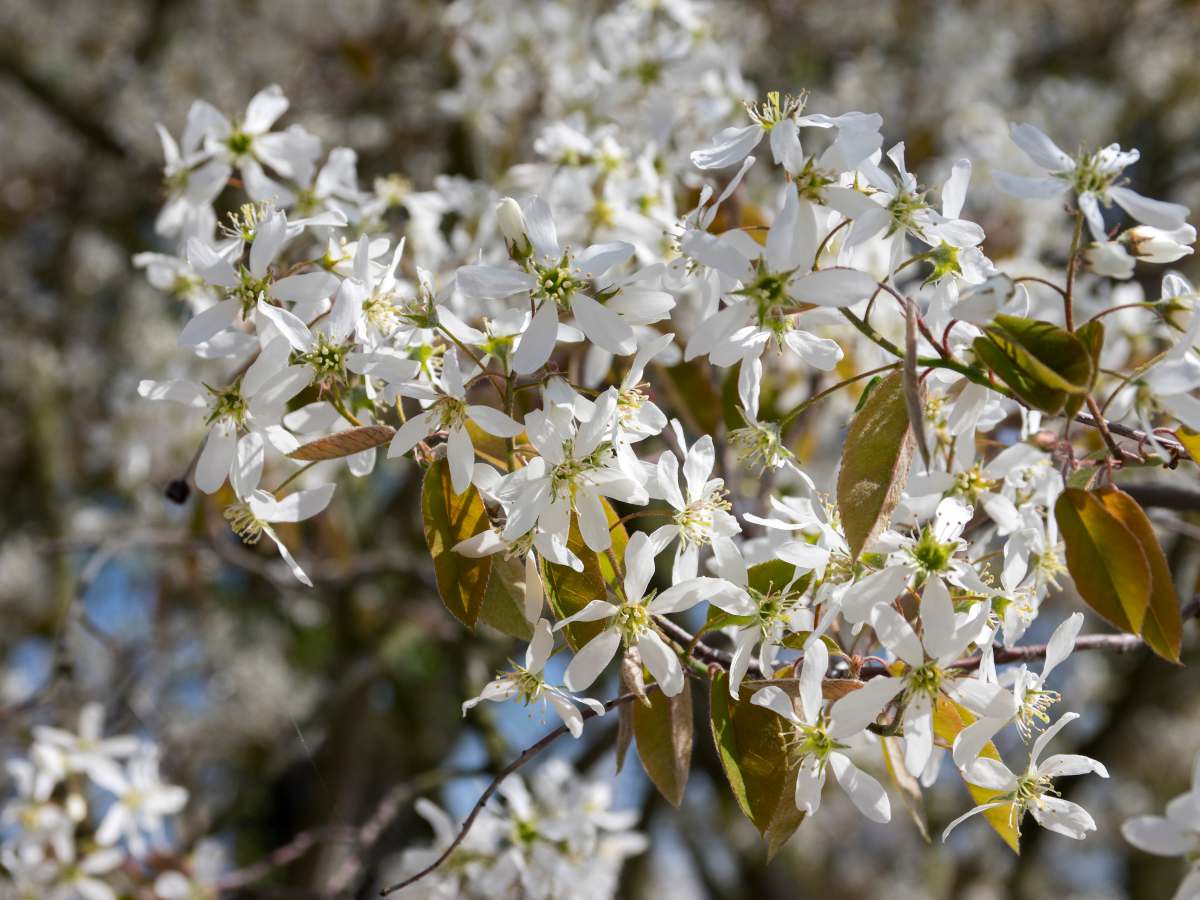 amelanchier