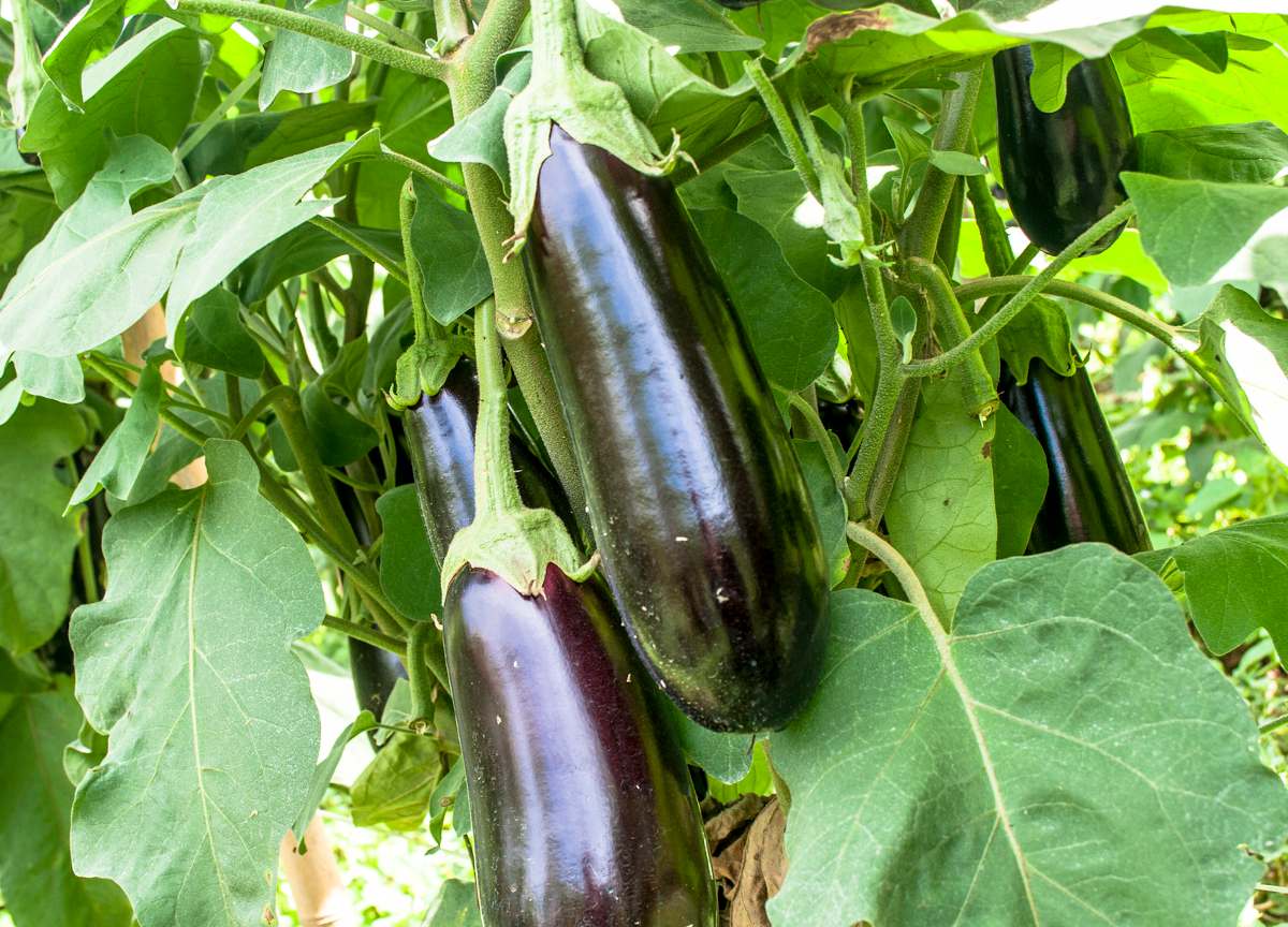 Aubergine - Mouvement J'aime les fruits et légumes