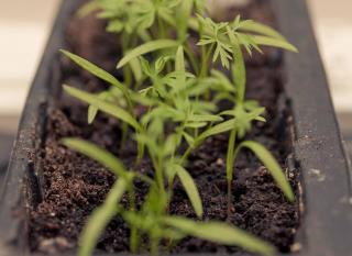 carrot potted terrace balcony