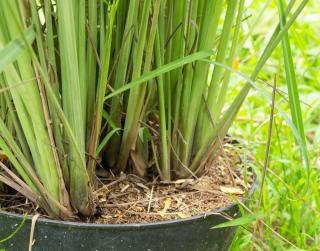 Citronnelle en pot 