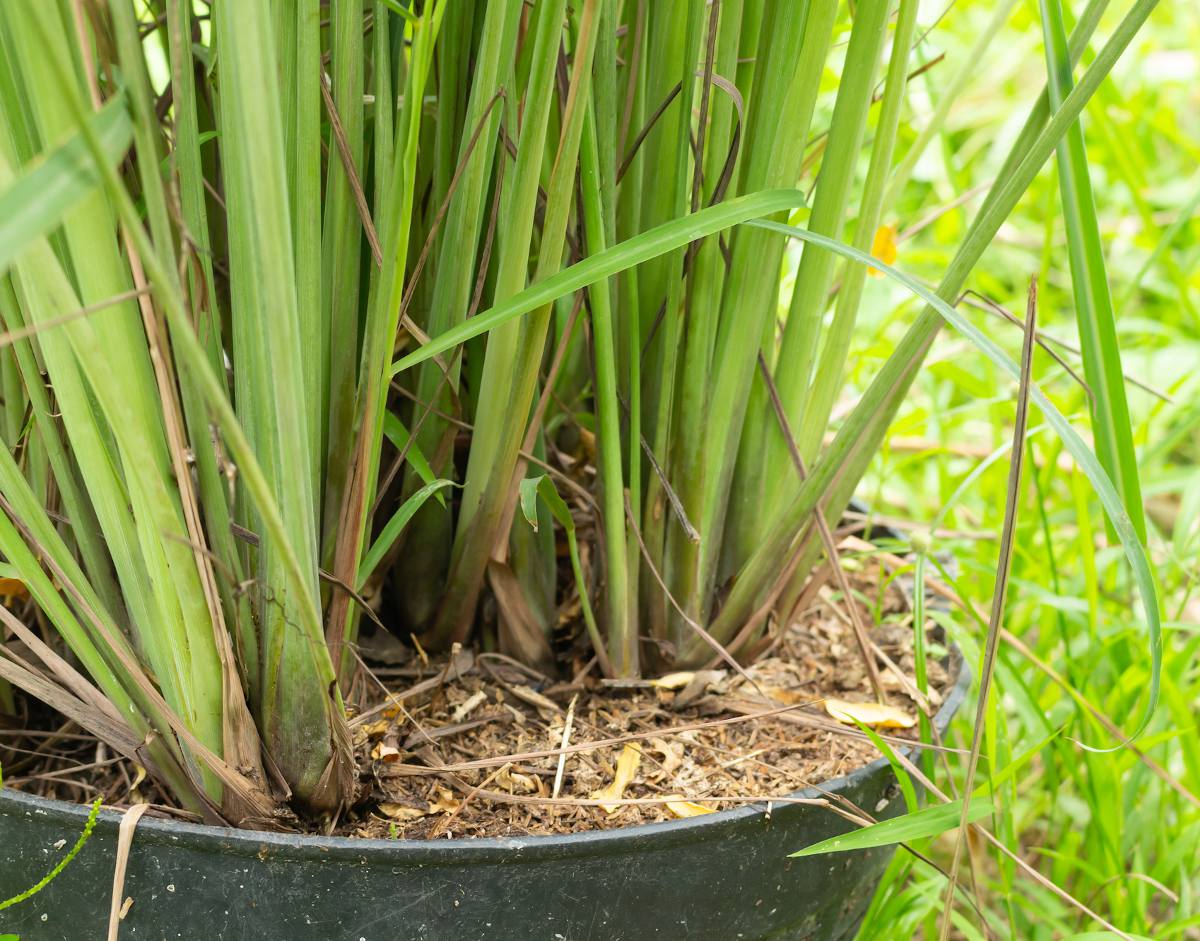 Verveine Citronnelle - Jardibo