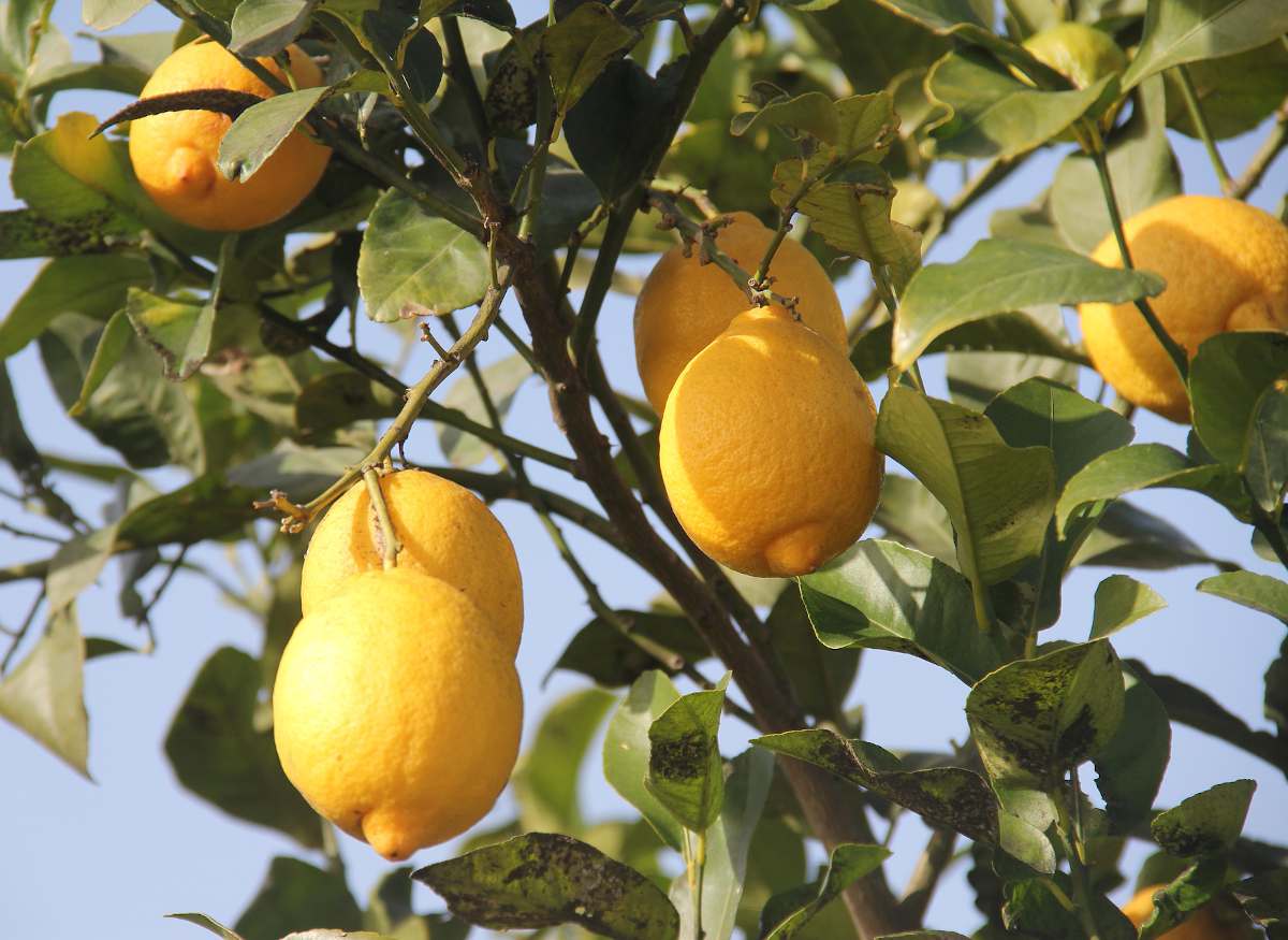 Citronnier en pot : tout ce qu'il faut savoir pour bien le cultiver et  l'entretenir