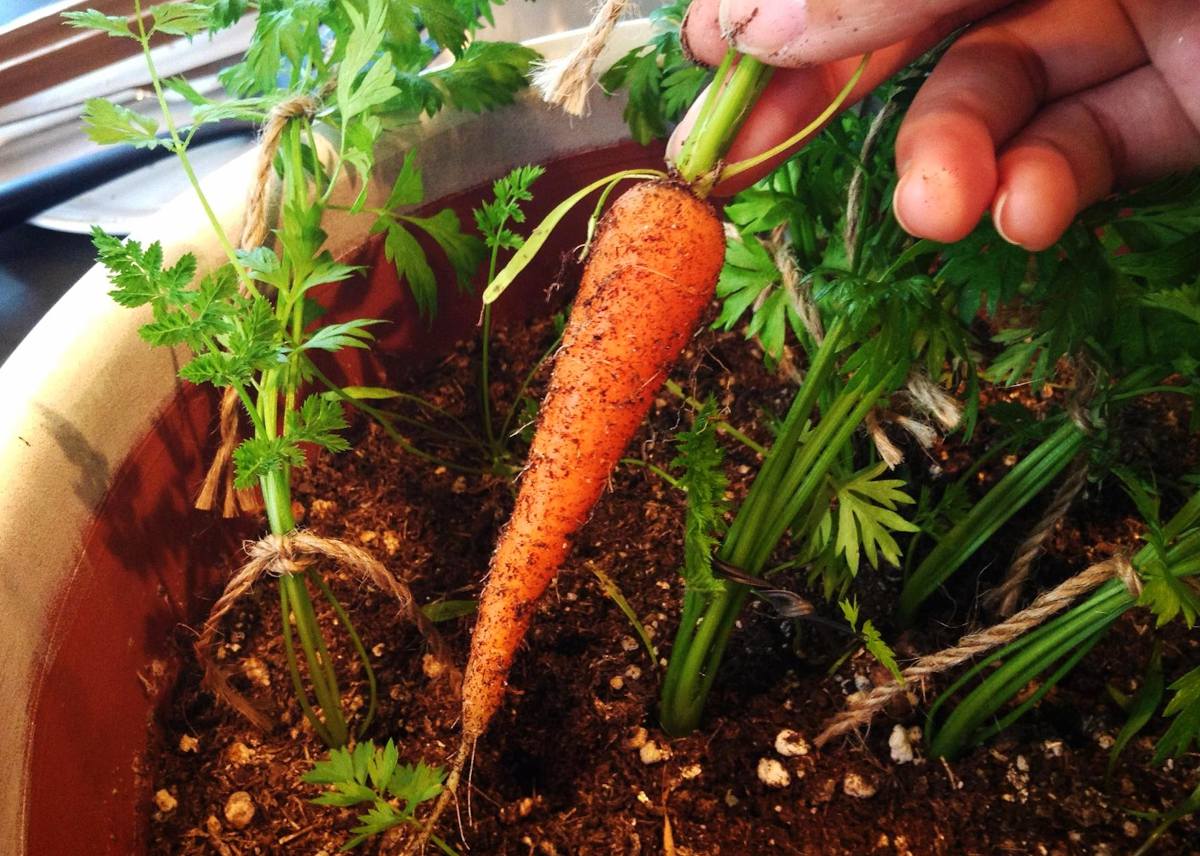 grow carrot in pot