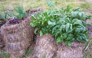 cultiver legume sur botte de paille conseil