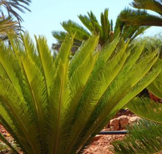 cycas en exterieur