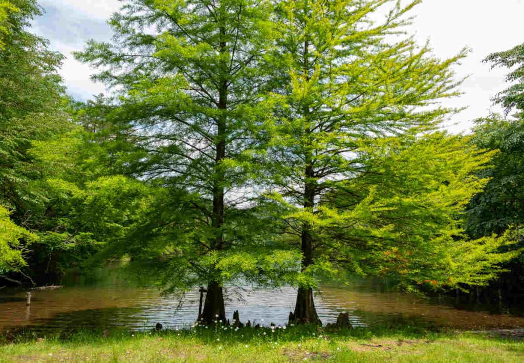 cypres chauve - Taxodium distichum