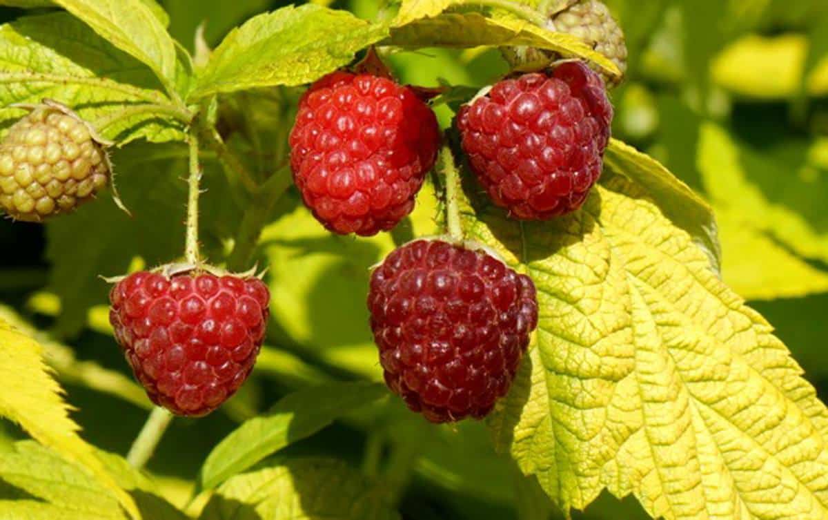 framboisier groovy framboise