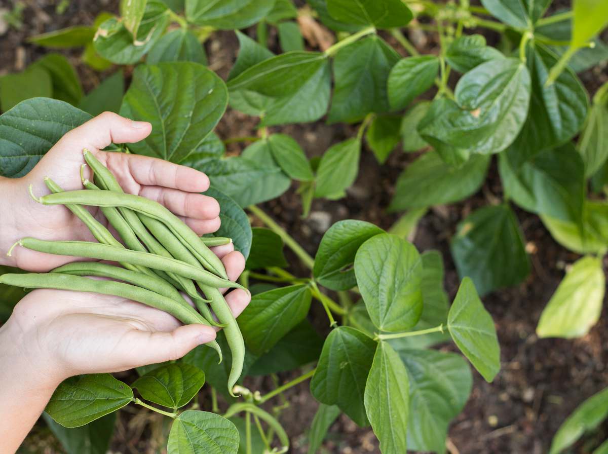 Haricot commun : planter, cultiver, récolter