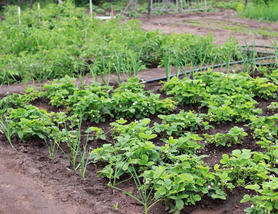 legumes pour potager sol terre acide