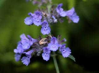 lobelia siphilitica