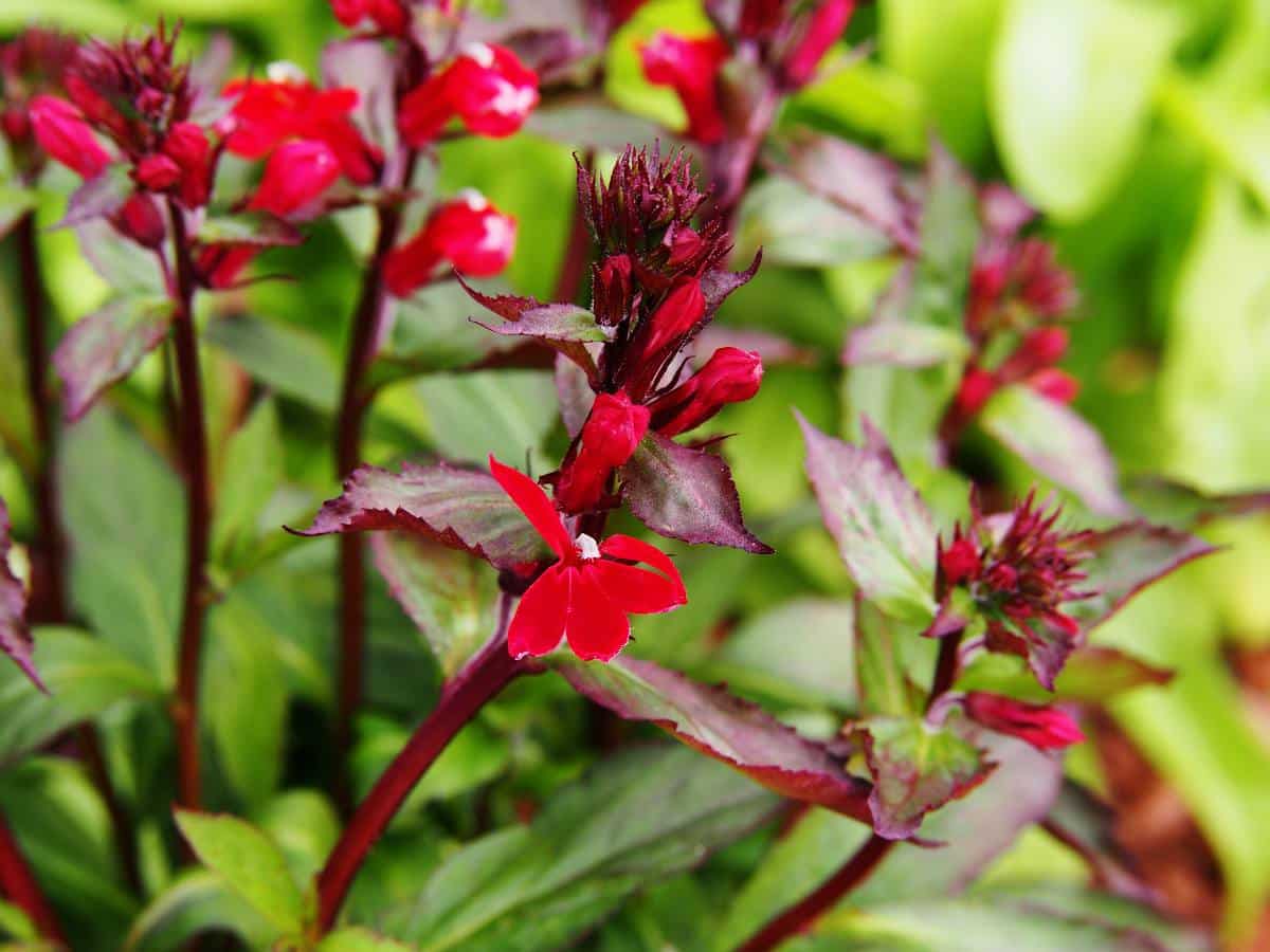 Lobelia vivace : Plantation, floraison et conseils d'entretien