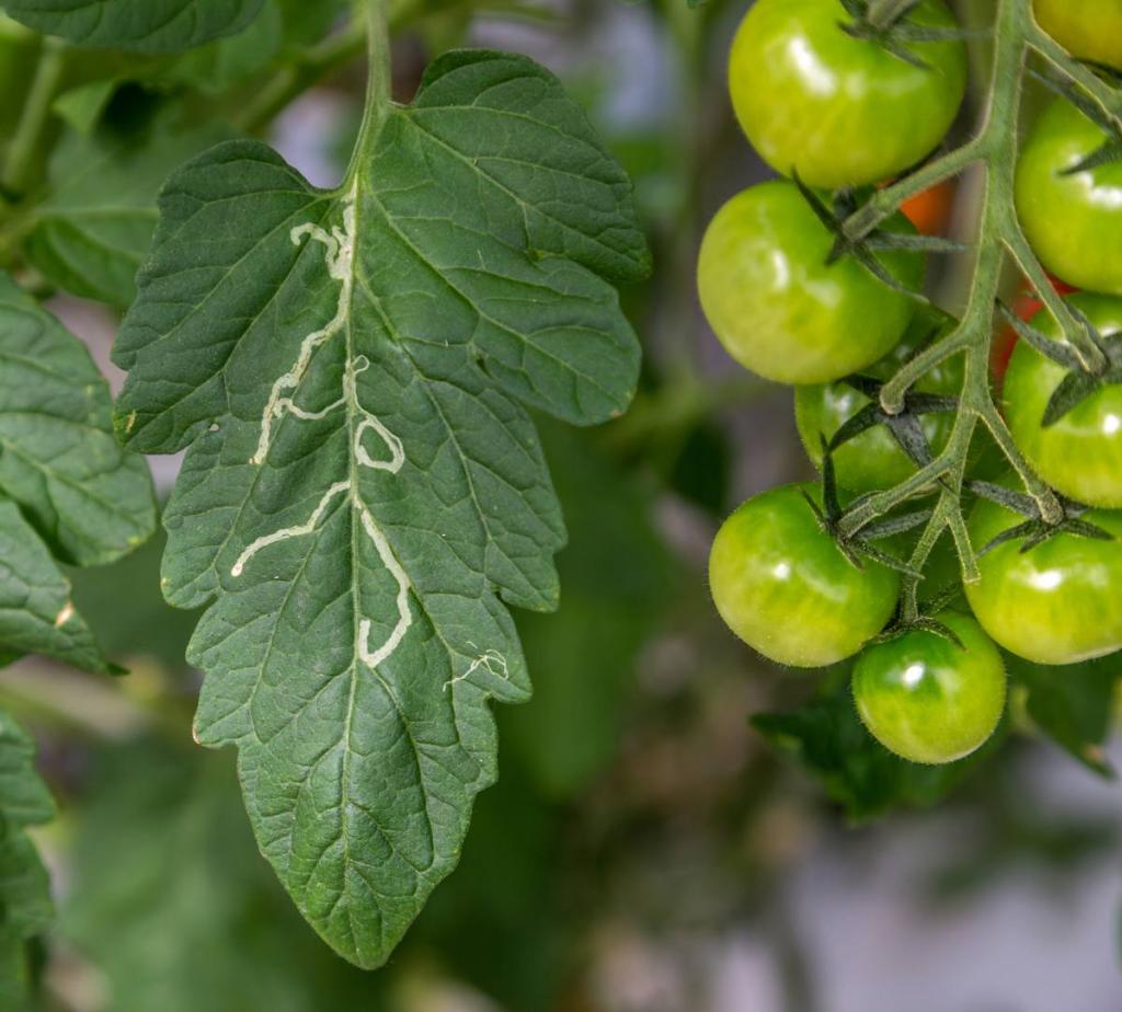 mouche mineuse feuille tomate